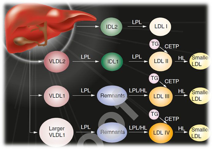 Diagramm verschiedener Lipoproteine