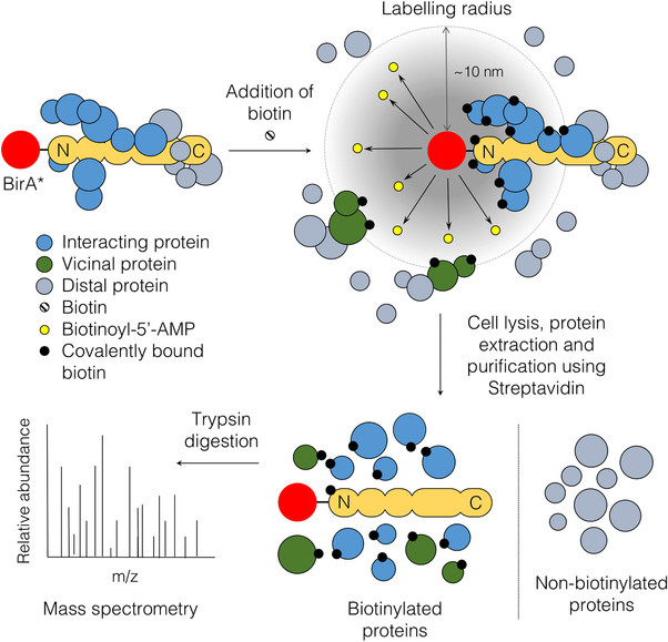 diagram of BioID method