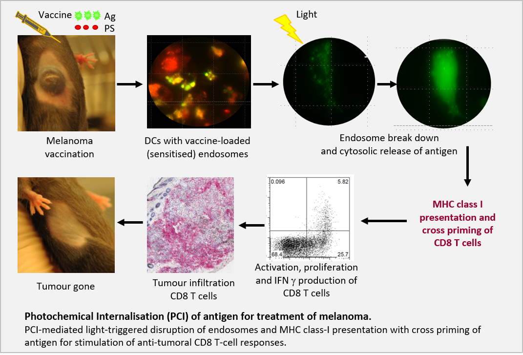 Forschungsdiagramm zum Thema photochemischer Internalisationen von Antigenen