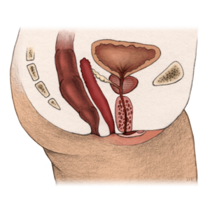 Querschnitt Illustration der Beckenregion