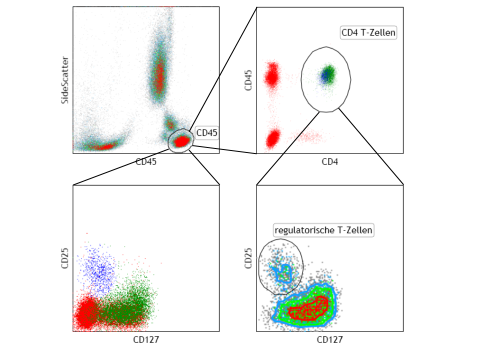 Verschiedene Diagramme von regulatorischen T-Zellen
