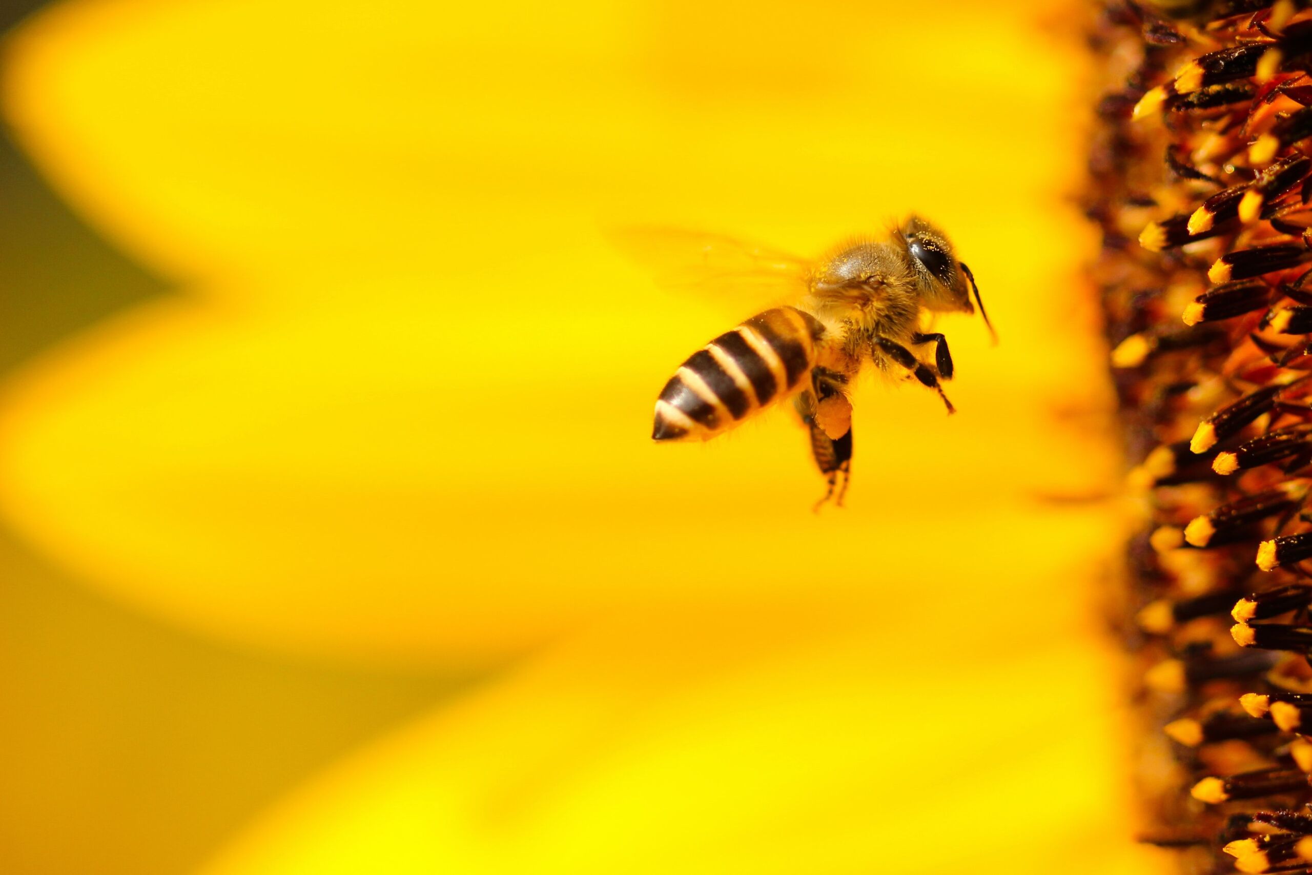 Eine Biene fliegt auf eine Sonnenblume zu