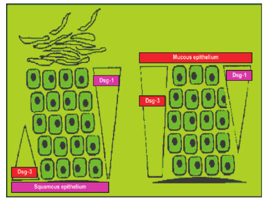 Illustration von DSG1 und DSG3 Antikörper