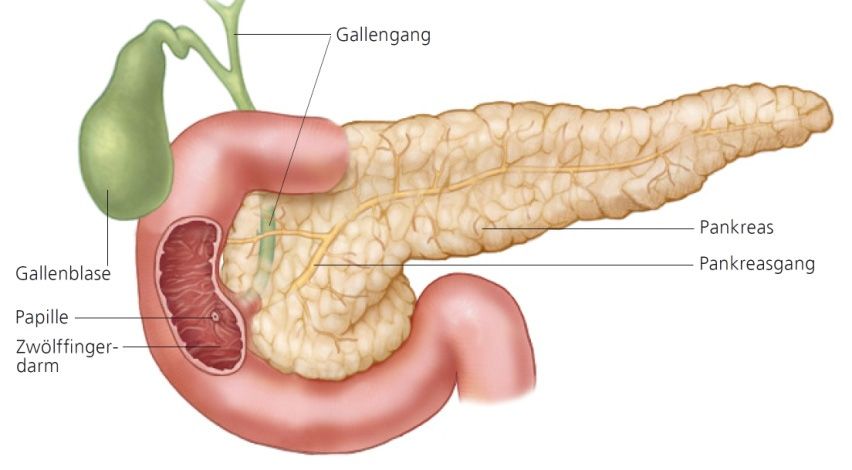 Skizze zur Anatomie der Bauchspeicheldrüse