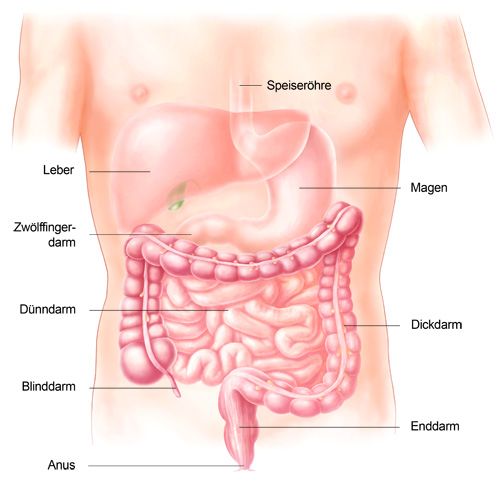 Illustration des Abdomens