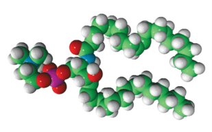 Illustration eines Sphingolipids