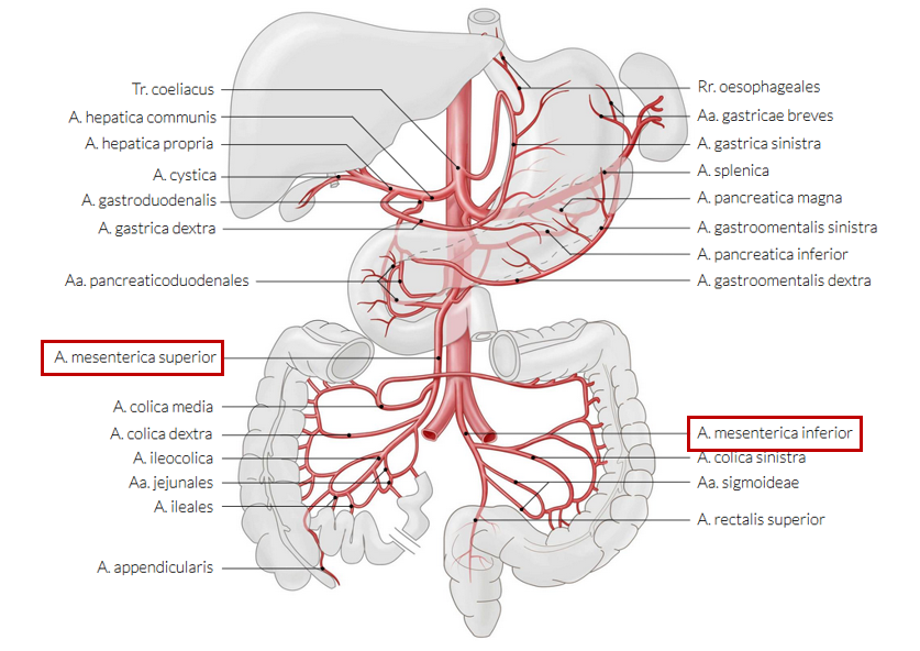 Illustration von Gefässen um Organe