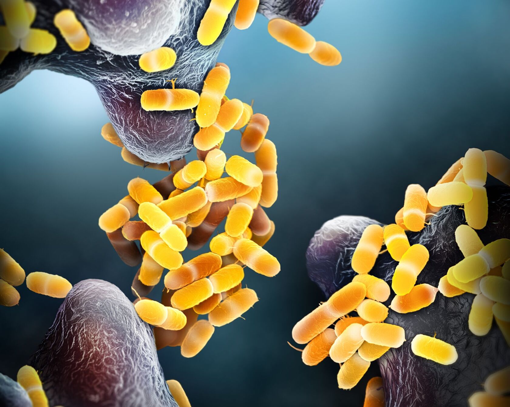 Escherichia-coli-IV