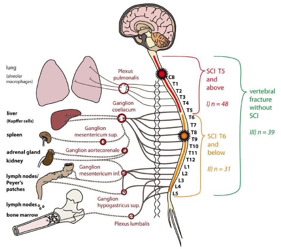 Zusammenhang Immunsystem und zentrales Nervensystem 