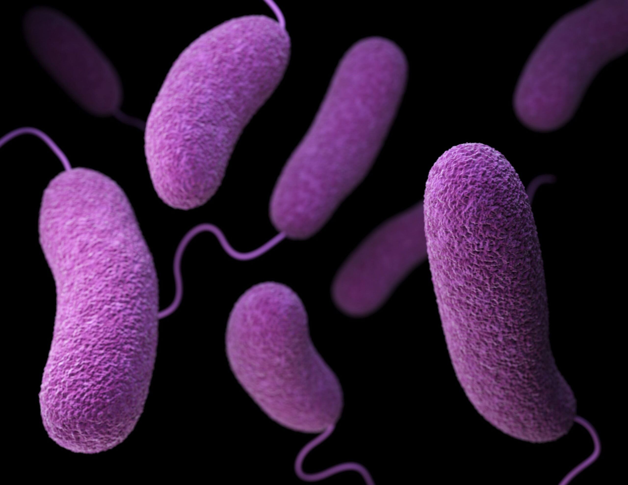 3D Bild von Bakterien