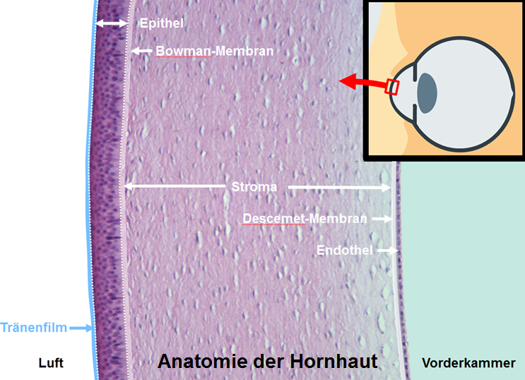 Illustration der Anatomie der Hornhaut