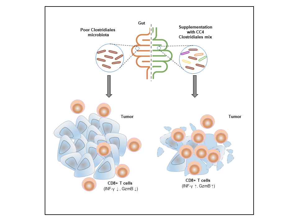 Clostridialesbacteria strains that aresignificantly reduced in colorectal cancer patients compared with healthy individuals are effective in driving a potent anti-tumor response in solid tumors. This effect is mediated via activation of CD8+ T cells, independently of anti-PD-1 immunotherapy. 